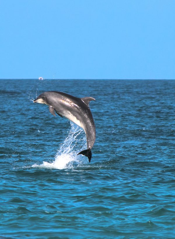 Tollgate Island Dolphin Cruise
