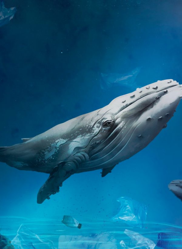Whale-Watching.jpg